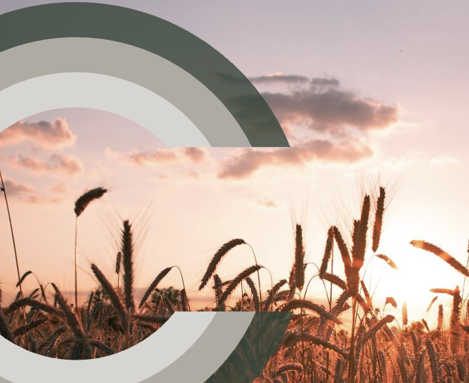 Cinis element image.png