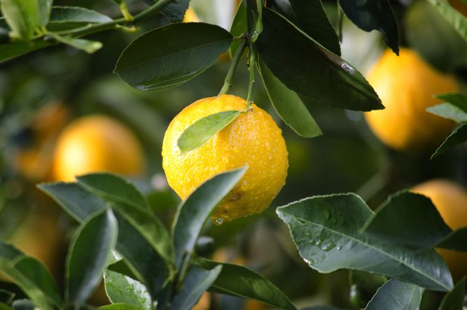 Hälsosam frukt odlad med kaliumsulfat (SOP)