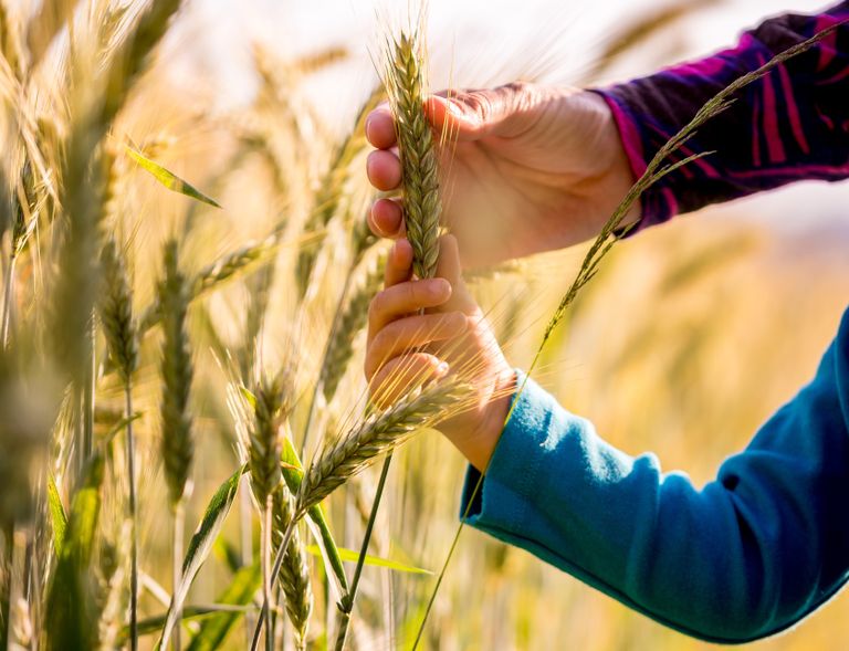 Child and grown up holding crops essential to feed the world